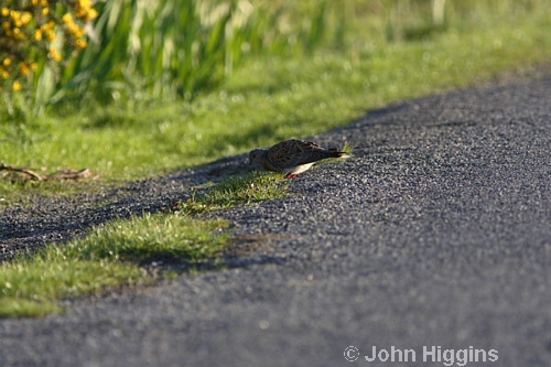 Turtle Dove