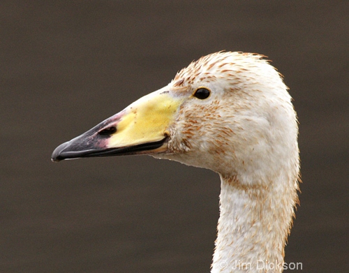 Whooper Swan