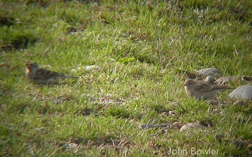 Short-toed Lark