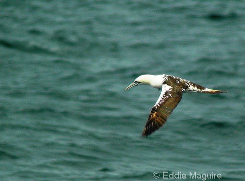 Gannet (second-summer)