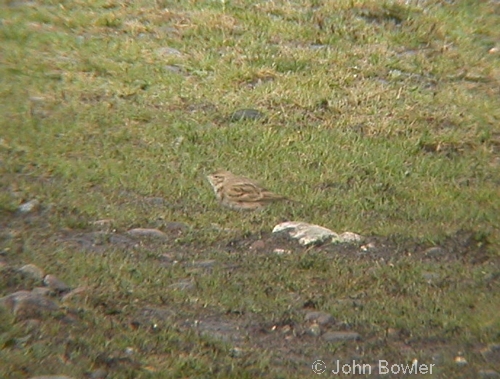 Short-toed Lark