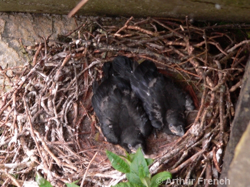 Raven nest – Argyll Bird Club