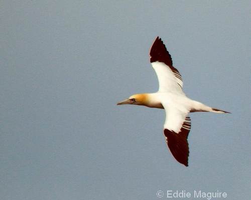 Gannet (sub-adult)