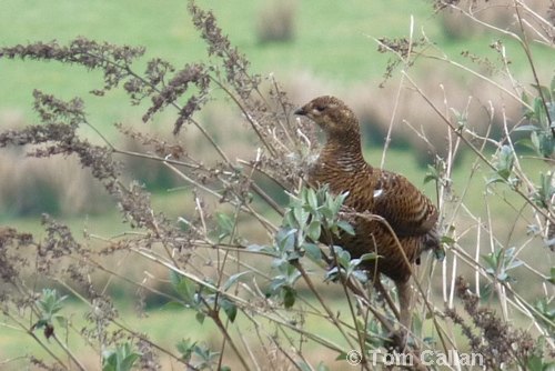 Black Grouse