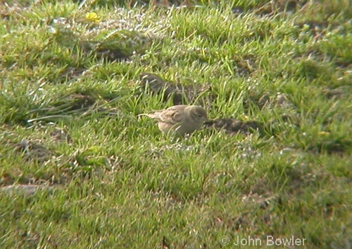 Short-toed Lark