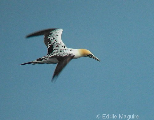 Gannet (third-summer)