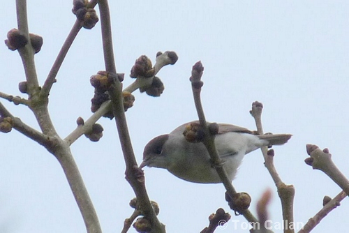 Blackcap