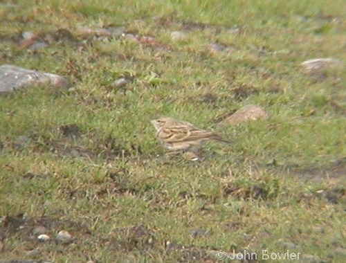 Short-toed Lark