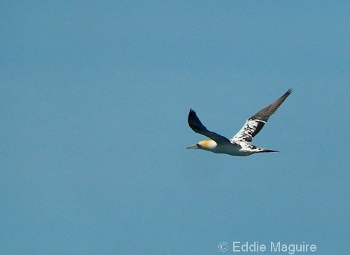 Gannet (third-summer)