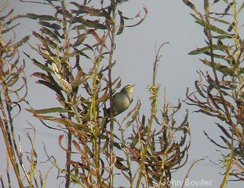 Yellow-browed Warbler