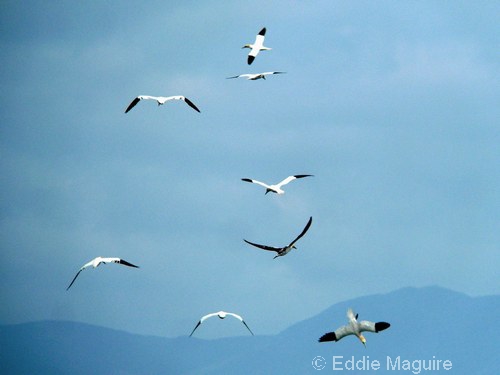 Gannets foraging