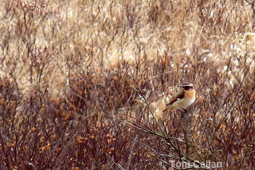 Whinchat