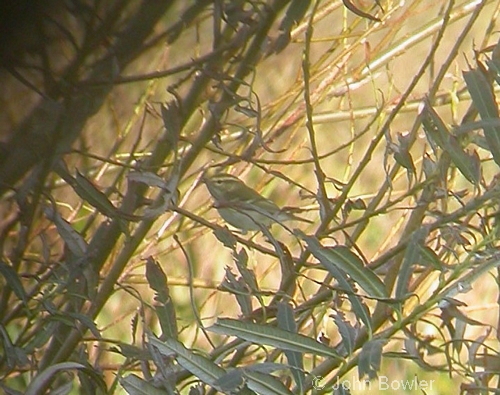 Yellow-browed Warbler