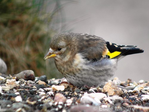 Goldfinch (juvenile)