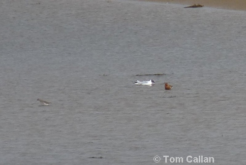 Greenshank and Black-tailed Godwit