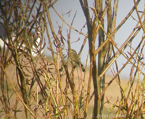 Yellow-browed Warbler