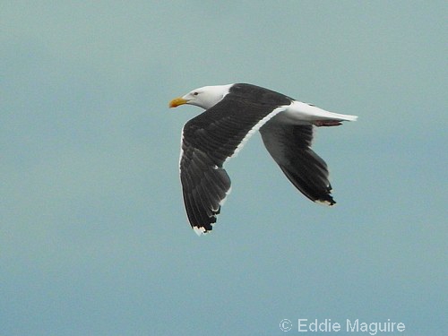 Great Black-backed Gull