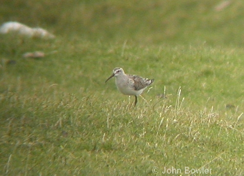 Curlew Sandpiper