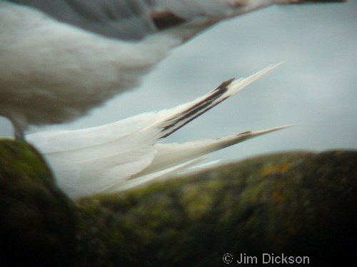 Mediteranean Gull