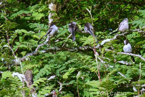 Long-tailed Tits