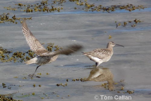 Whimbrel