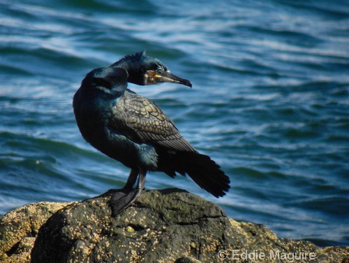 Cormorant