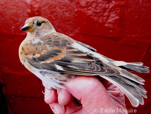 Brambling (adult female)