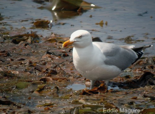 Herring Gull