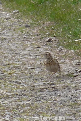 Skylark