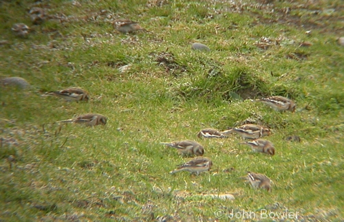 Snow Buntings