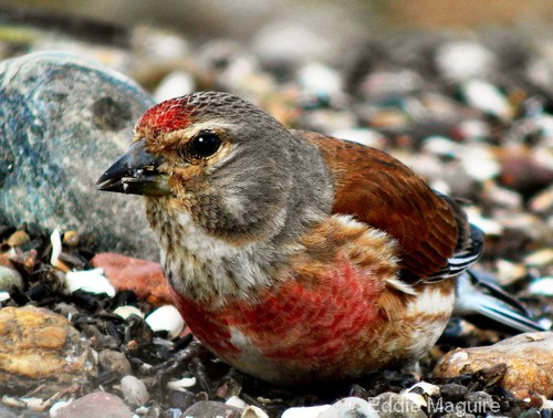 Linnet (male)