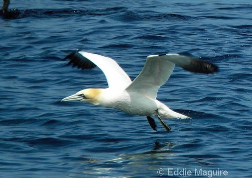 Gannet (adult)