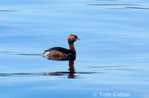 Slavonian Grebe