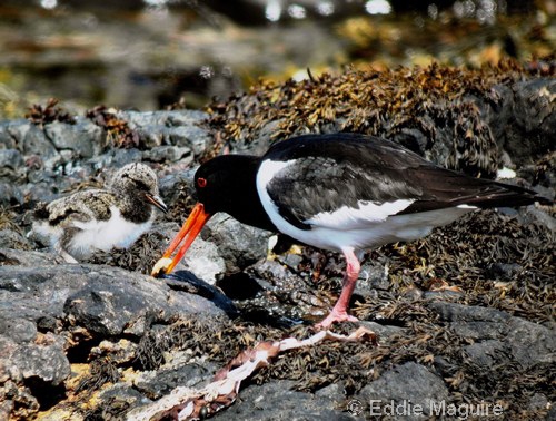 Oystercatcher and chick