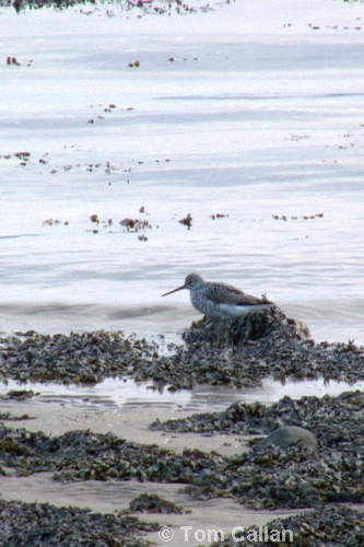 Greenshank