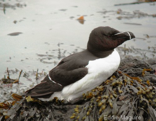 Razorbill