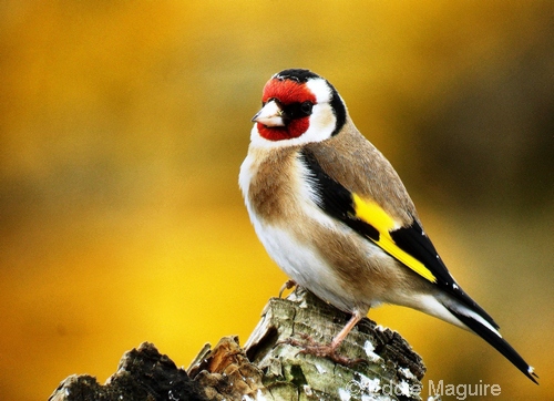 Goldfinch