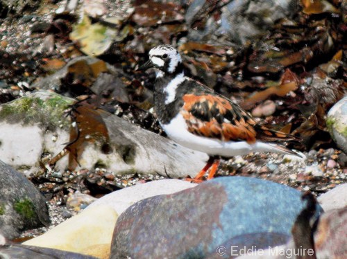 Ruddy Turnstone