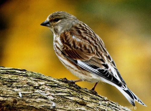 Linnet