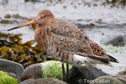 Black-tailed Godwit