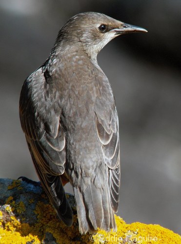 Starling (juvenile)