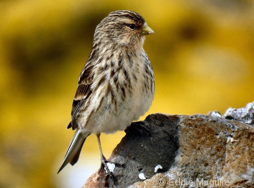 Twite