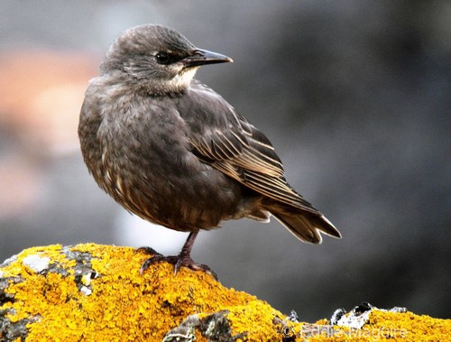 Starling (juvenile)