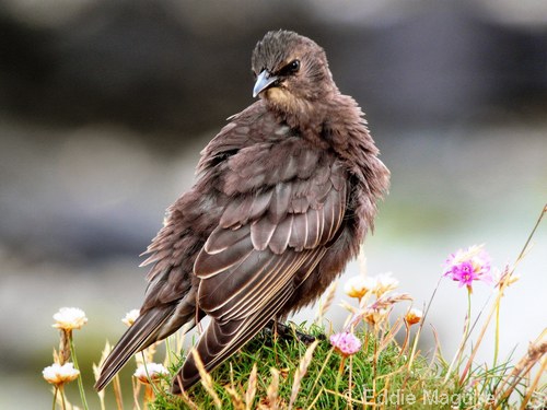 Starling (juvenile)