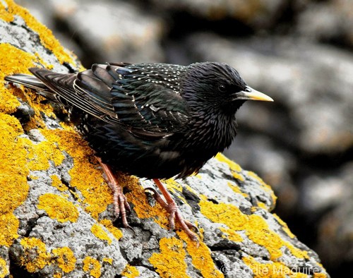 Starling (male)