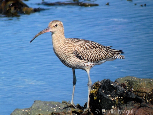 Curlew