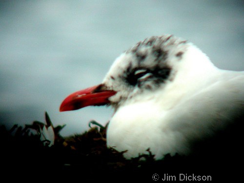 Mediteranean Gull