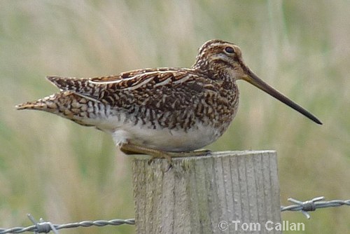 Common Snipe