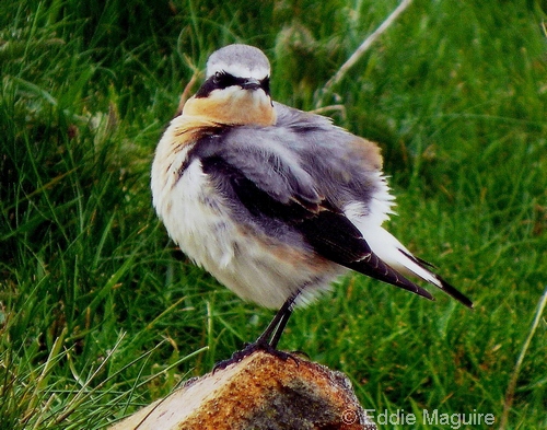 Male Northern Wheatear