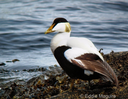 Common Eider